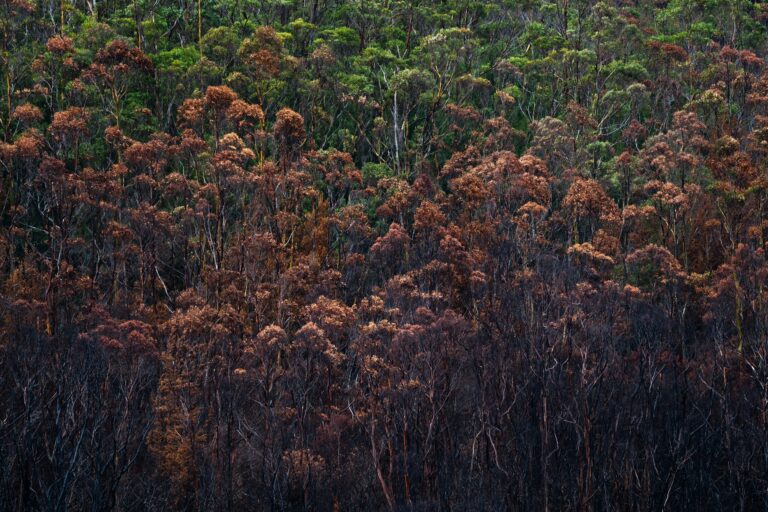 Climate Change and Language